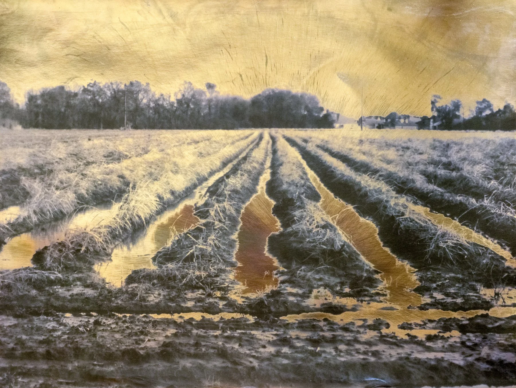 Seth Cook -

Chromoscape no. 10 (Cane Field),

2025,
Chromoskedasic silver gelatin print,
20 x 16”,

$2,500