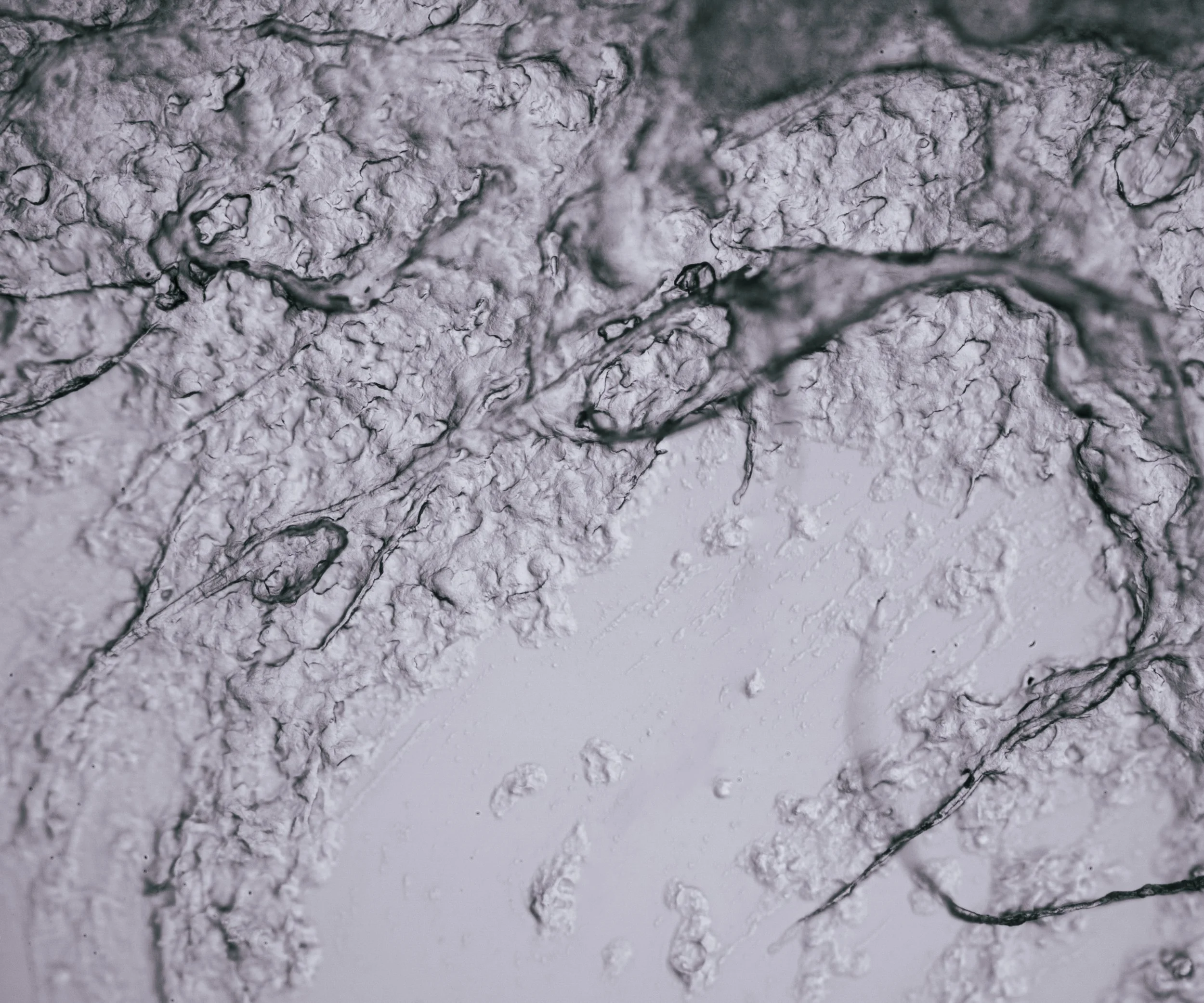 Grace Kusek -

Internal Study III,

2026,
Archival inkjet print, photomicrography using a light microscope and self-made bellows,
30 x 24”,

$200