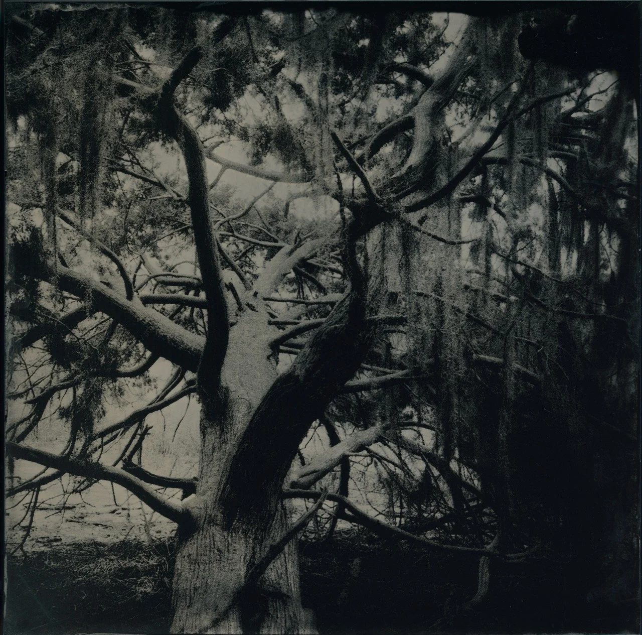 Jack Snelson -

Skidaway Depth,

2026,
Tintype
8 x 8”,

$400