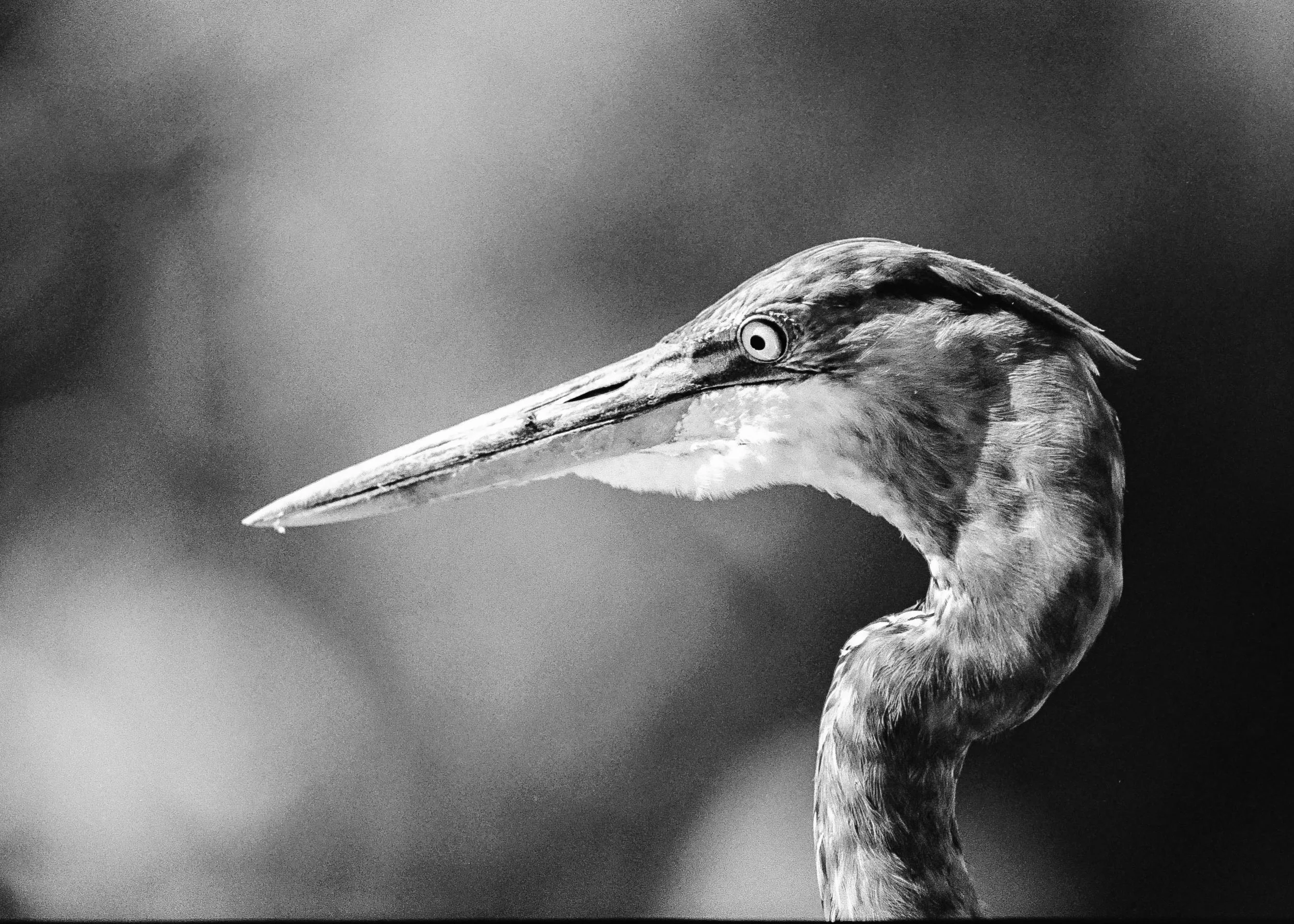 Austin Rapp -

Quiet Confidence,

2026,
Silver gelatin print from C-41 negative
20  x 16”,

$150