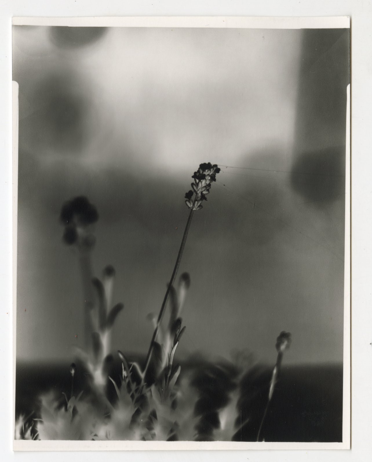 Heather Stewart -

Threaded,

2026,
Silver gelatin print,
4 x 5”,

$45