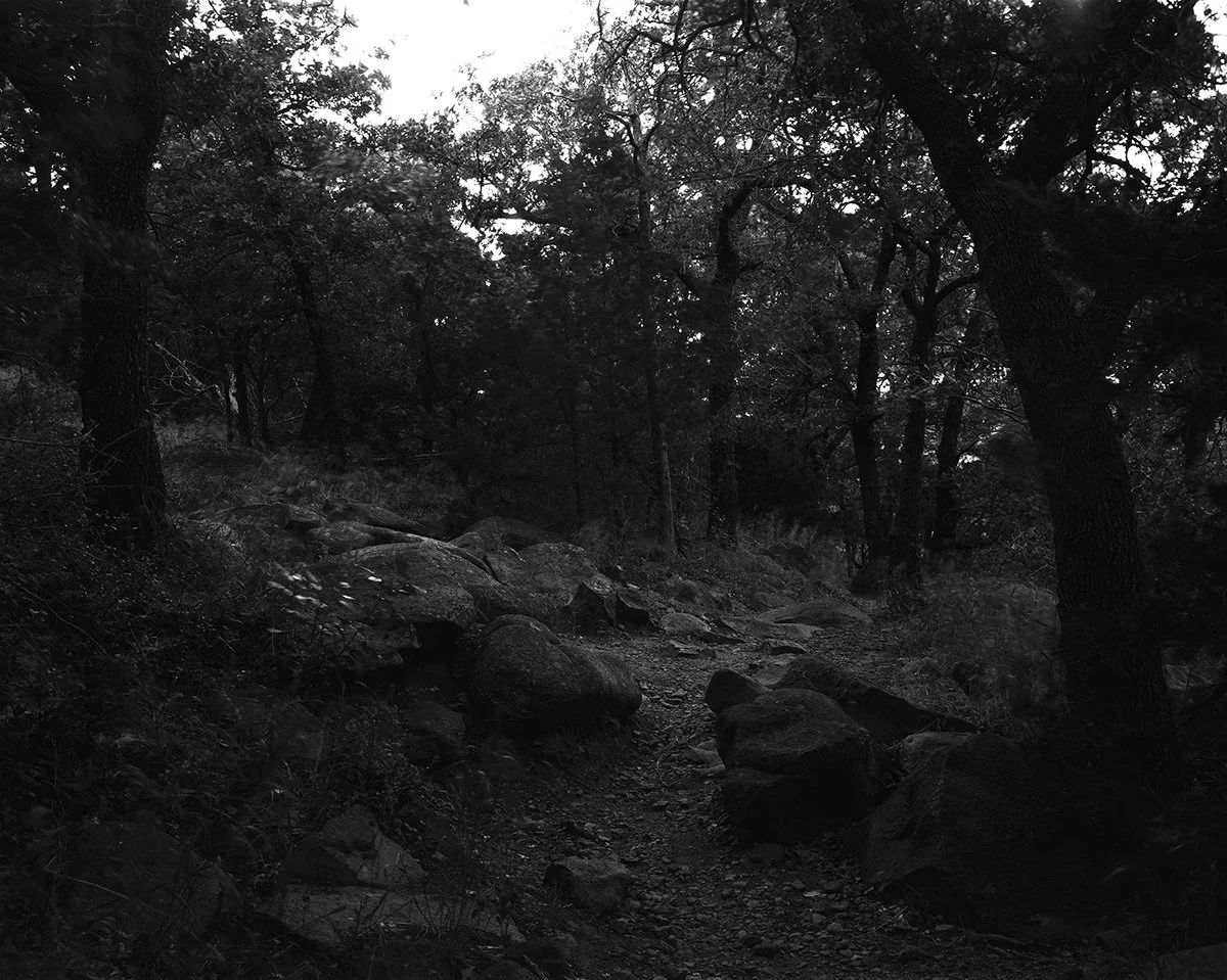 Kellyann Petry -

Lone Wolf I,

2024,
Silver gelatin print,
24 x 30”,

$2,000