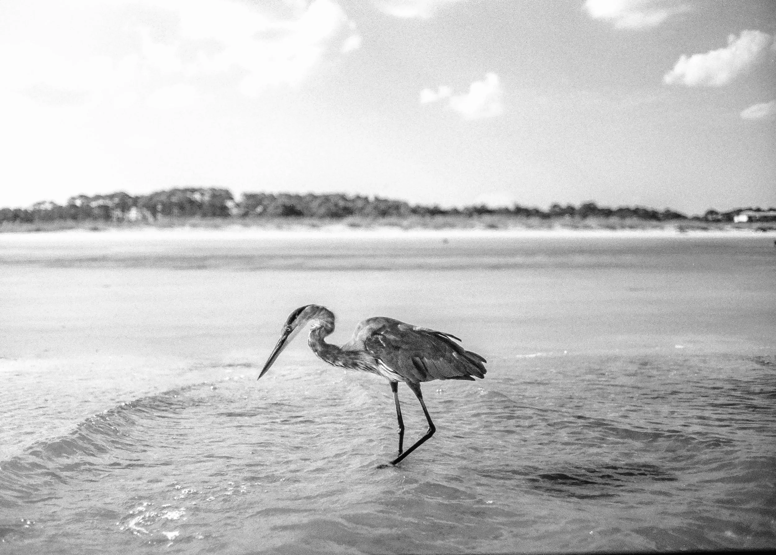 Austin Rapp -

Between Tides,

2026,
Silver gelatin print from C-41 negative,
20  x 16”,

$150