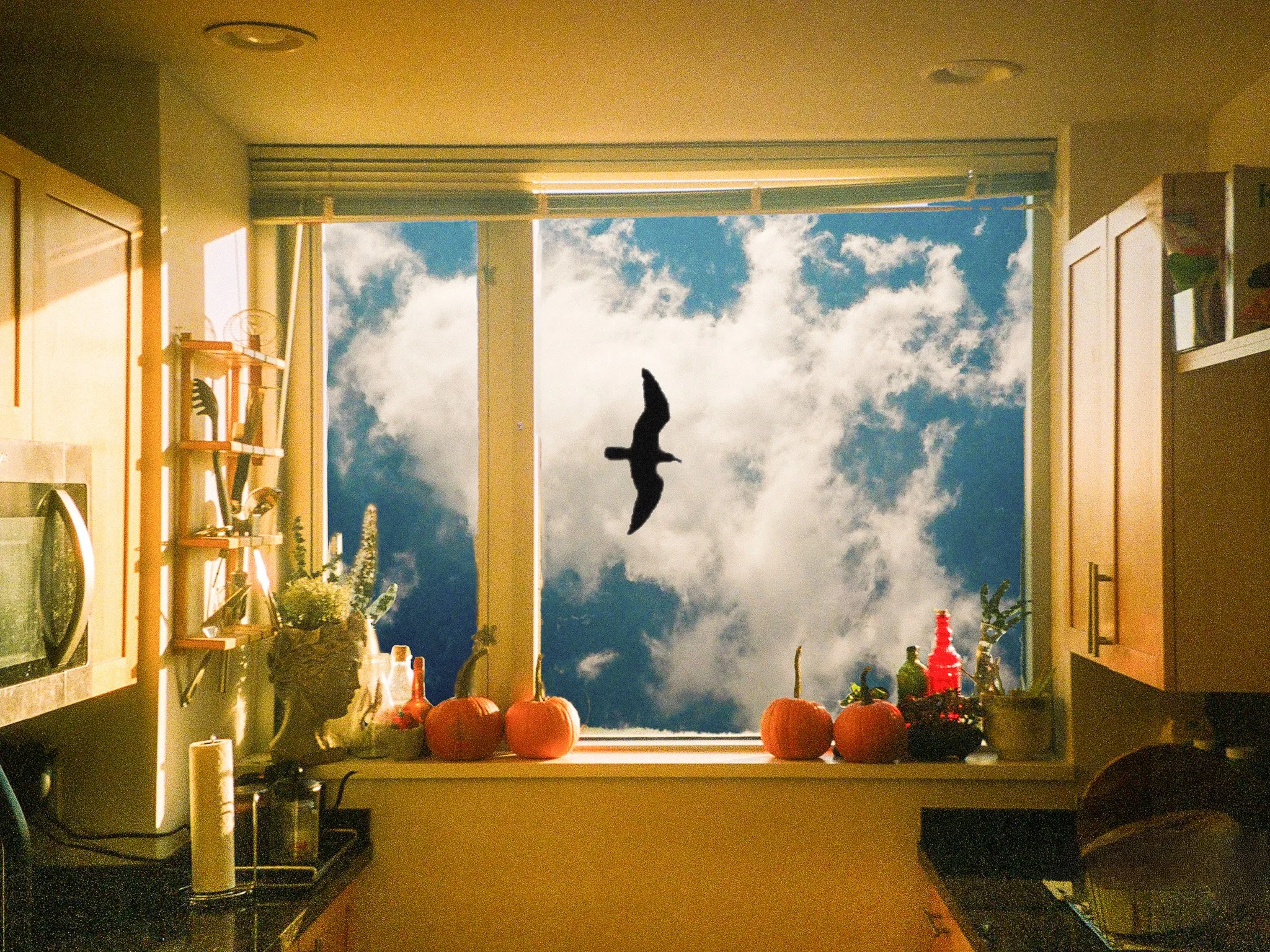 Omar Acevedo-Trejo -

Window #3,

2025,
Inkjet print from 35mm film negative,
14 x 11”,

$100