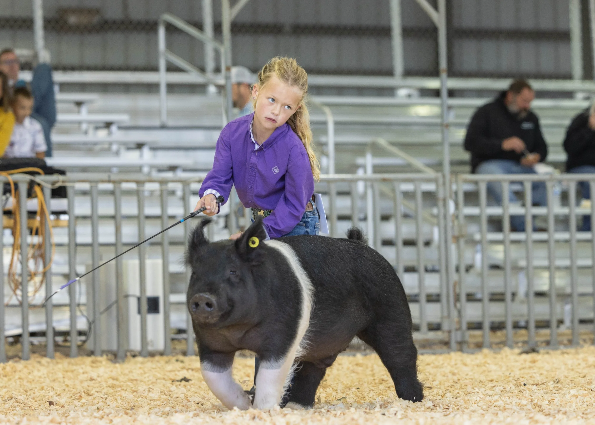 HogShow-173.jpg