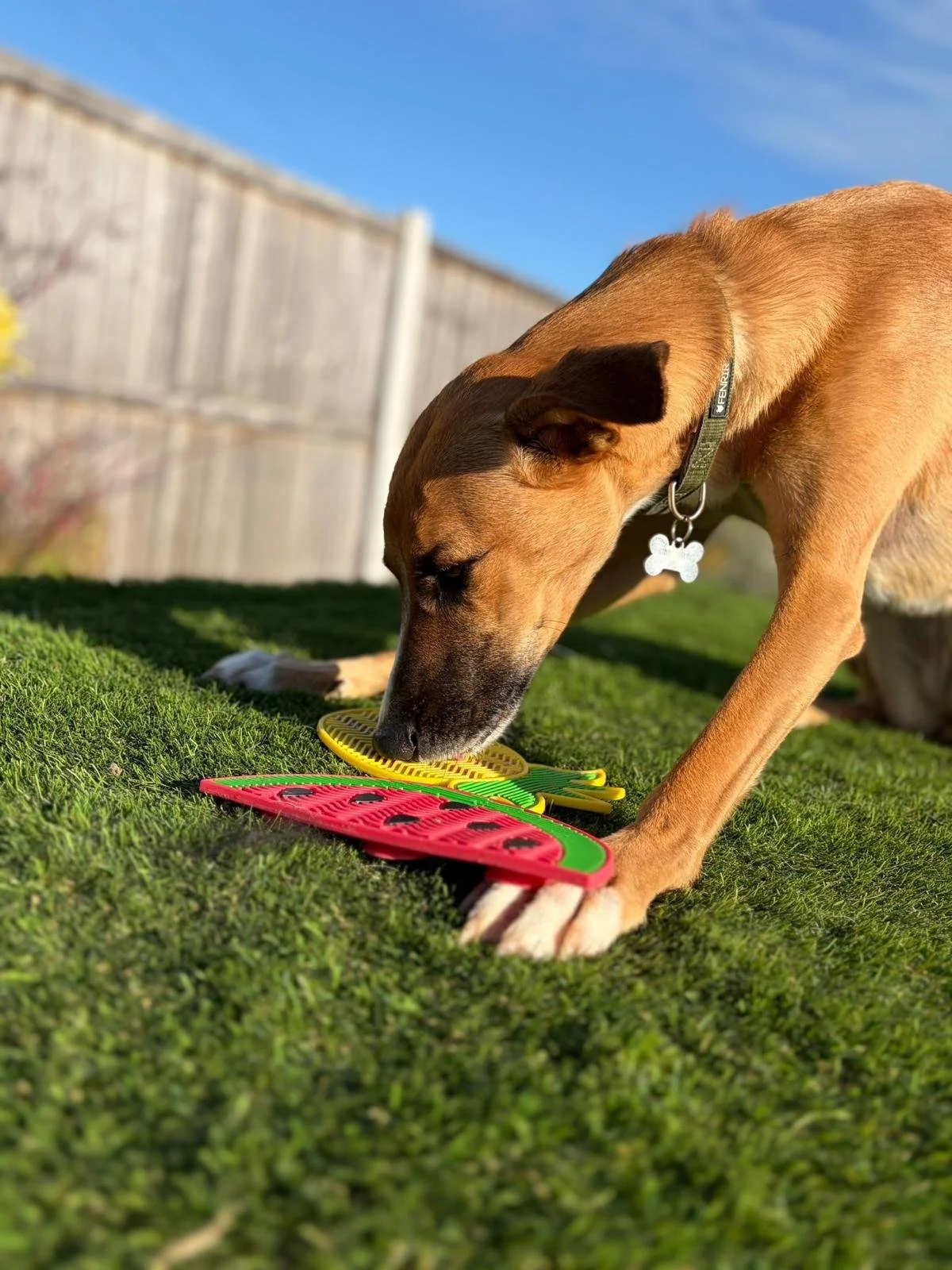 Frisbee play outside