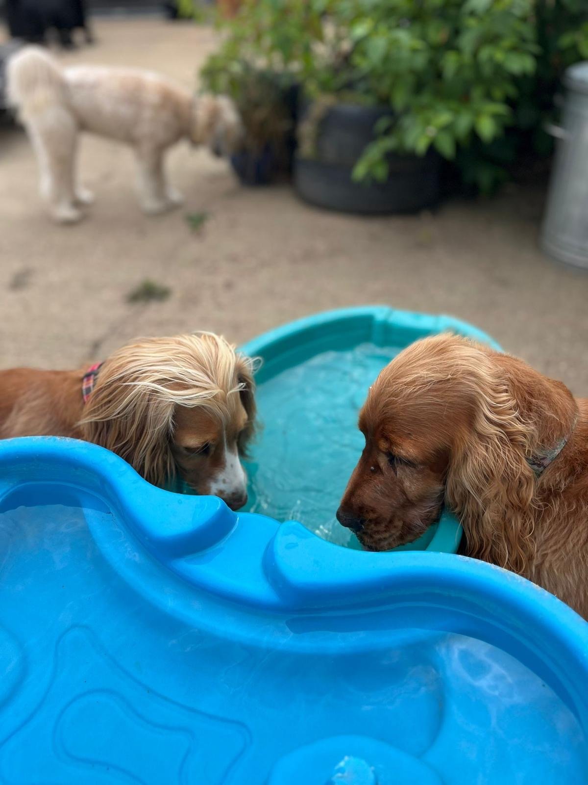 Sipping water in the outside areas of Pipers
