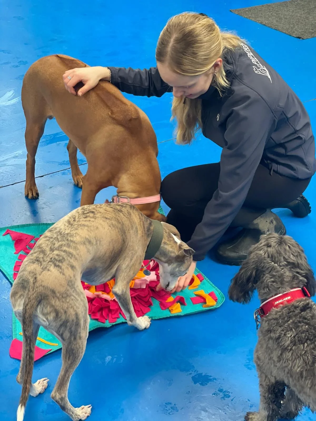 Doggie Daycare fun at Dogs of Pipers in Danbury, Maldon, Bicknacre, Chelmsford, Heybridge