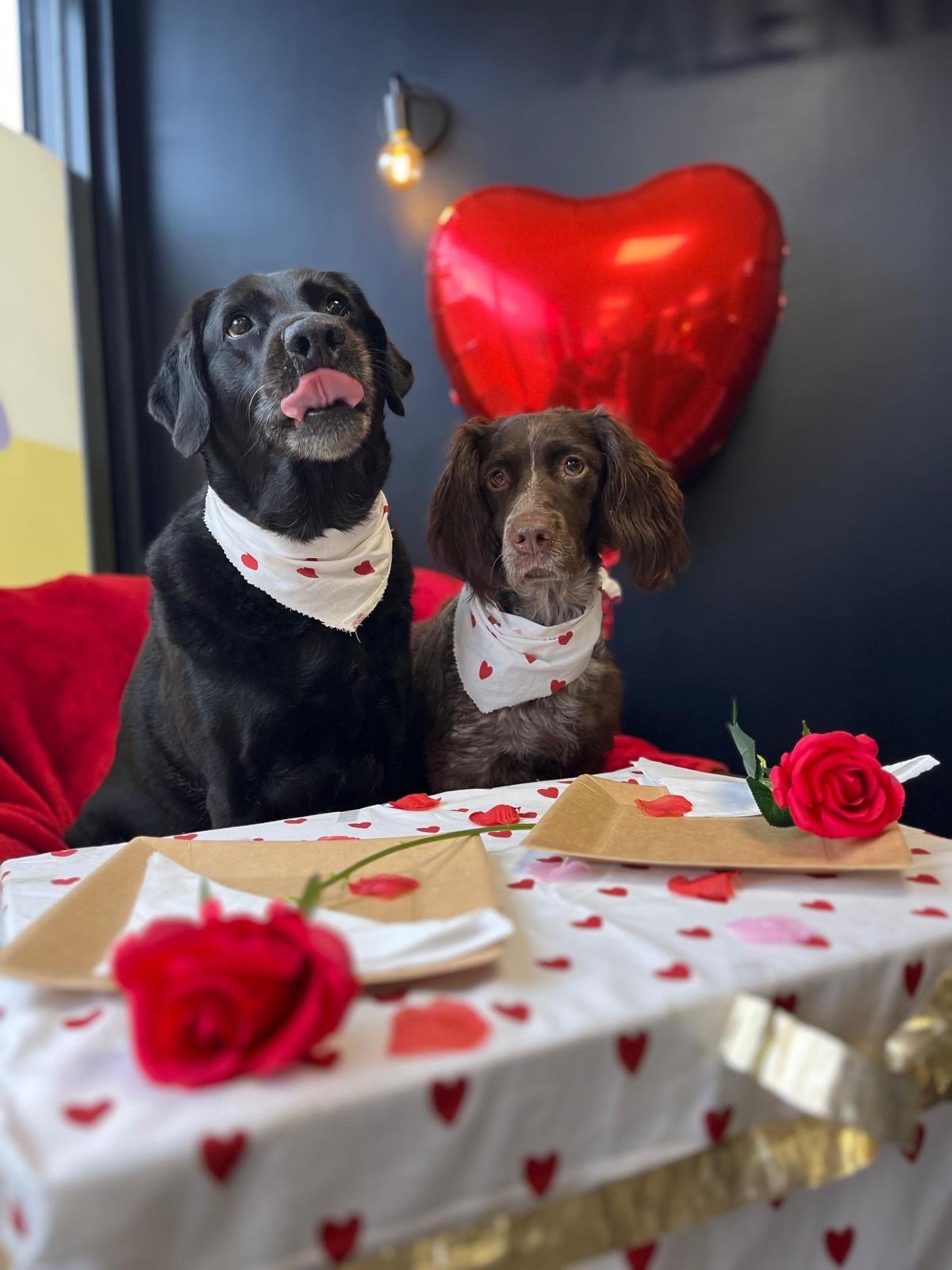 Valentine's day for two of our dogs 