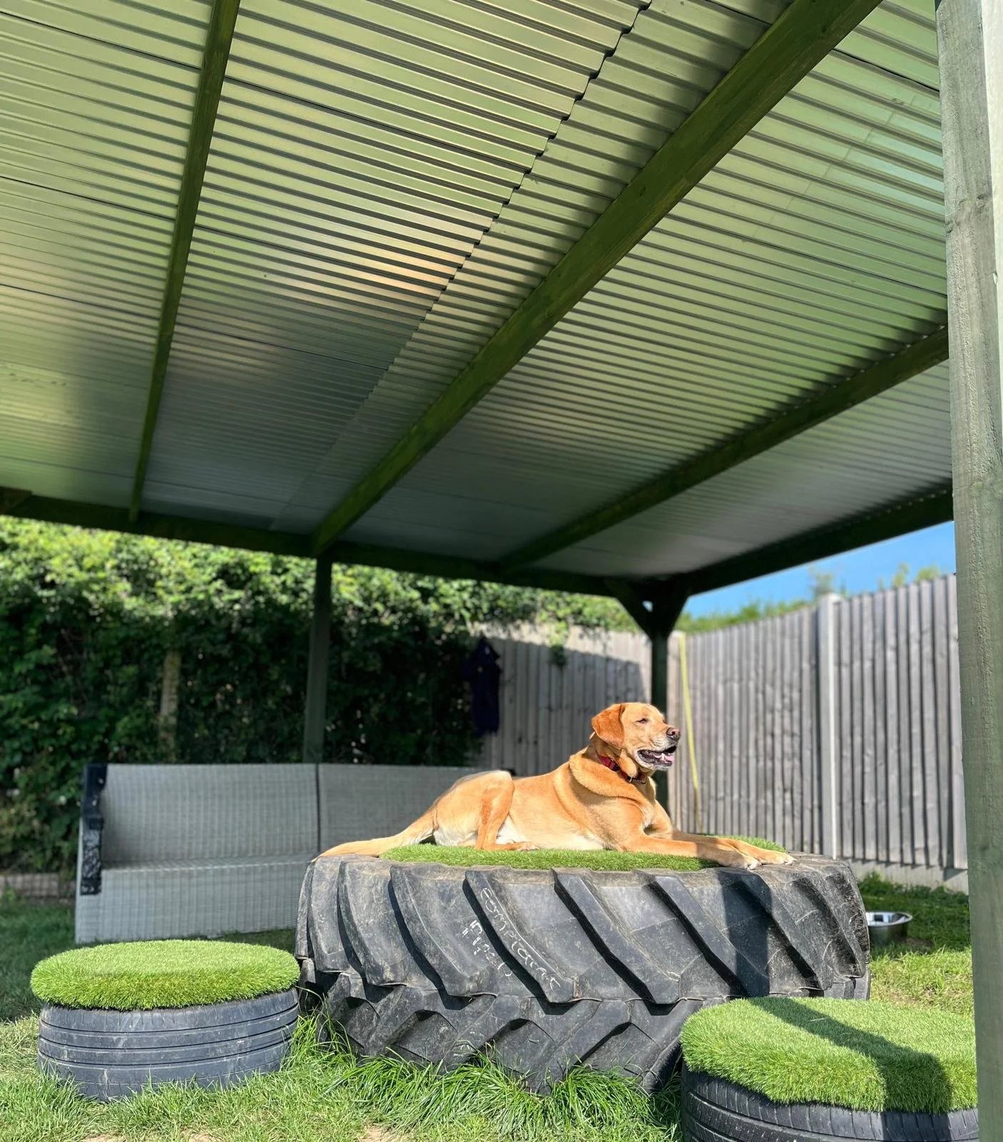 A dog lying on a large tractor tyre in a backyard under a metal roof, with a fence, greenery, and a blue sky in the background.