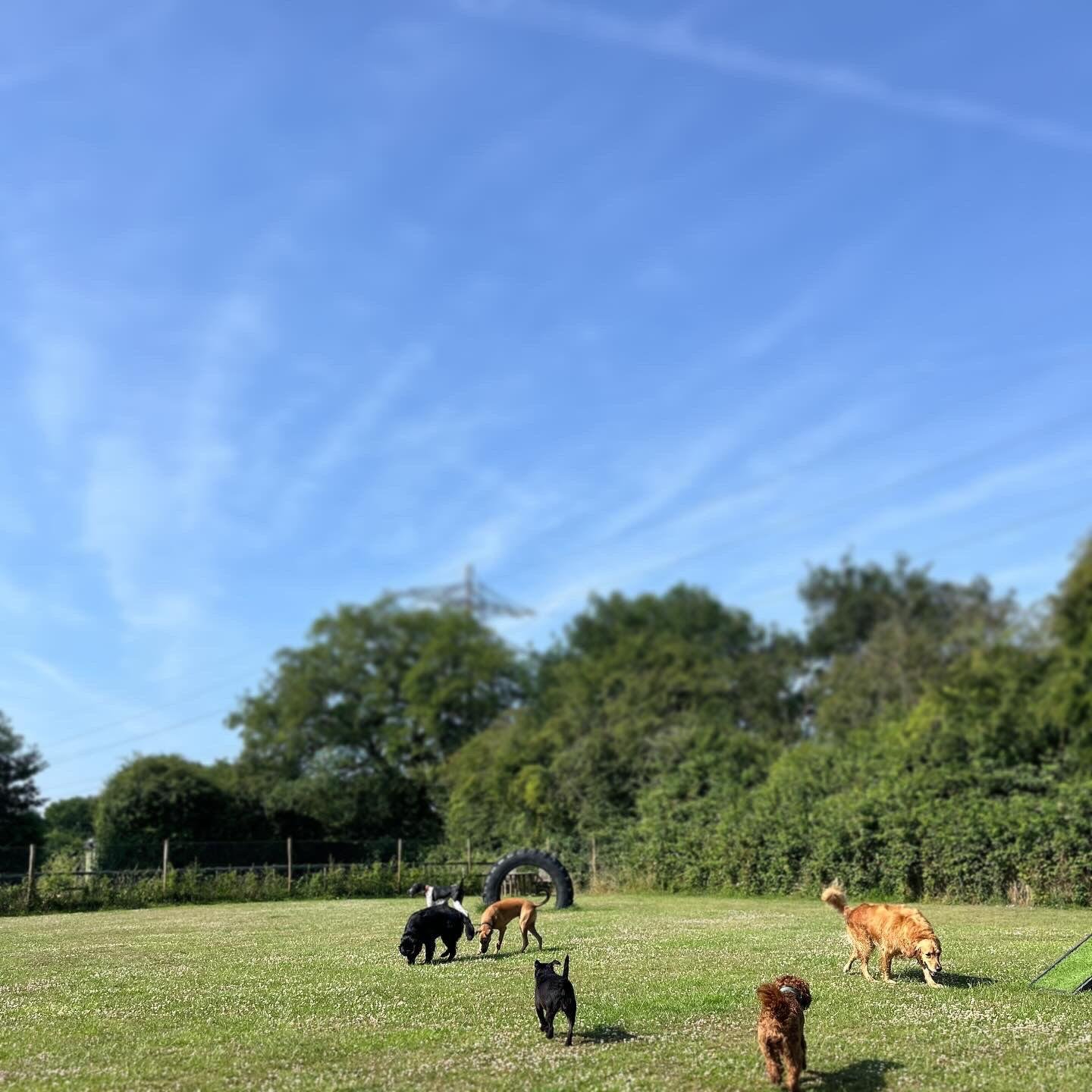 Several dogs playing on a grassy field under a blue sky with some clouds, with trees in the background and a large tyre on the ground.