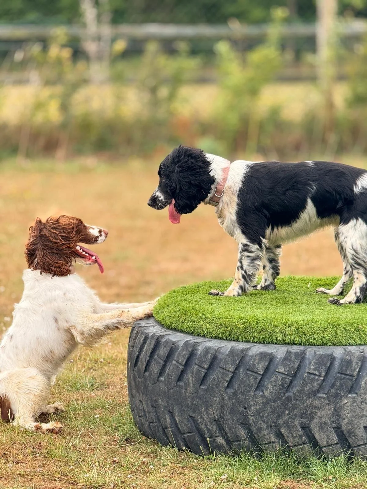 Two dogs, a puppy with brown and white fur and long ears, and a larger black and white dog, are interacting. The smaller dog has one paw on a wheel with a patch of grass on top, while the larger dog is standing on the grass.
