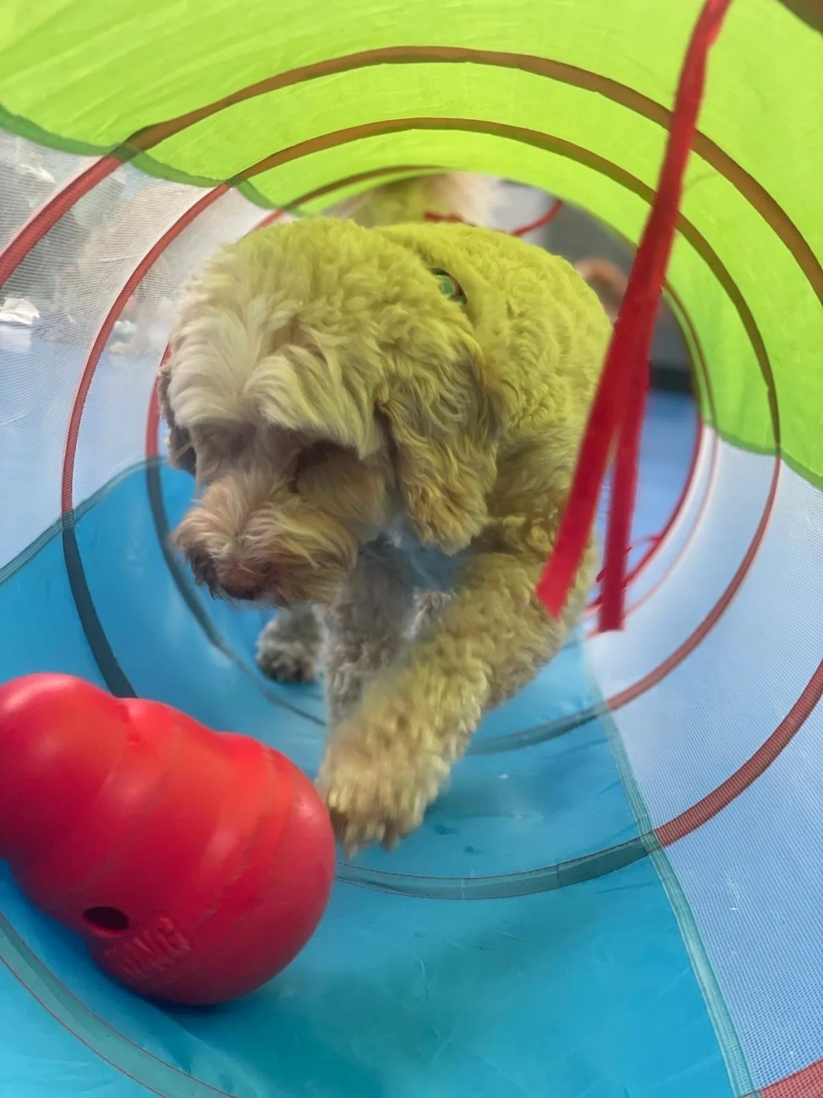 A fluffy yellow puppy playing inside a colorful fabric tunnel with an apple toy nearby.