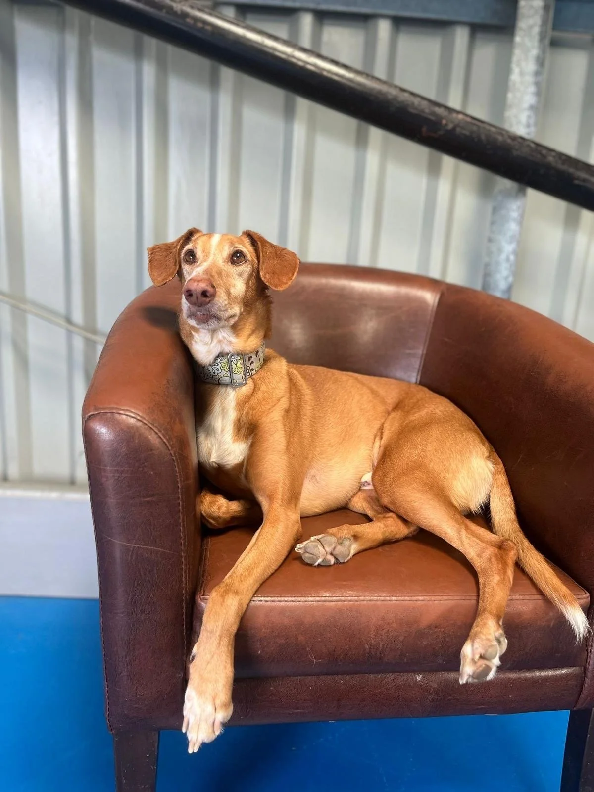 Relaxing on the armchair