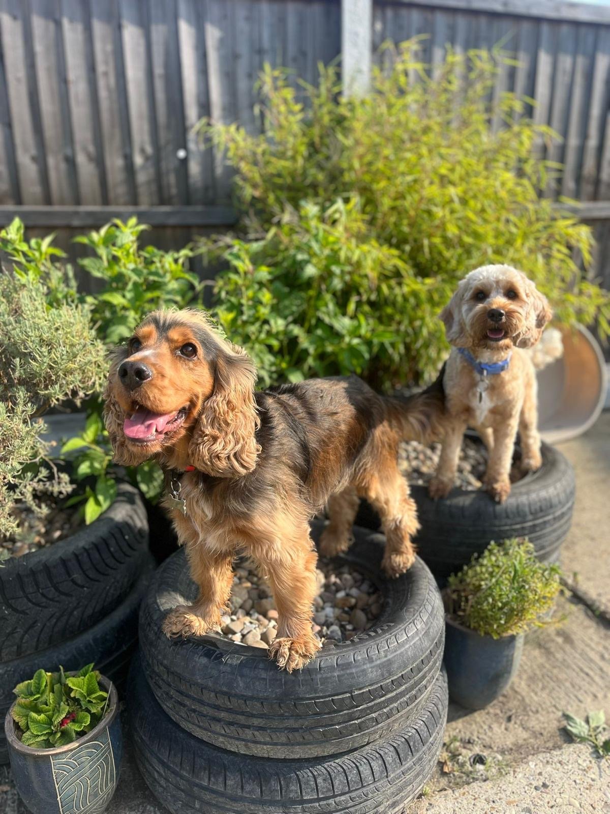 Two dogs standing on top of stacked tires used as planters, surrounded by various potted plants and bushes in a backyard with a wooden fence.