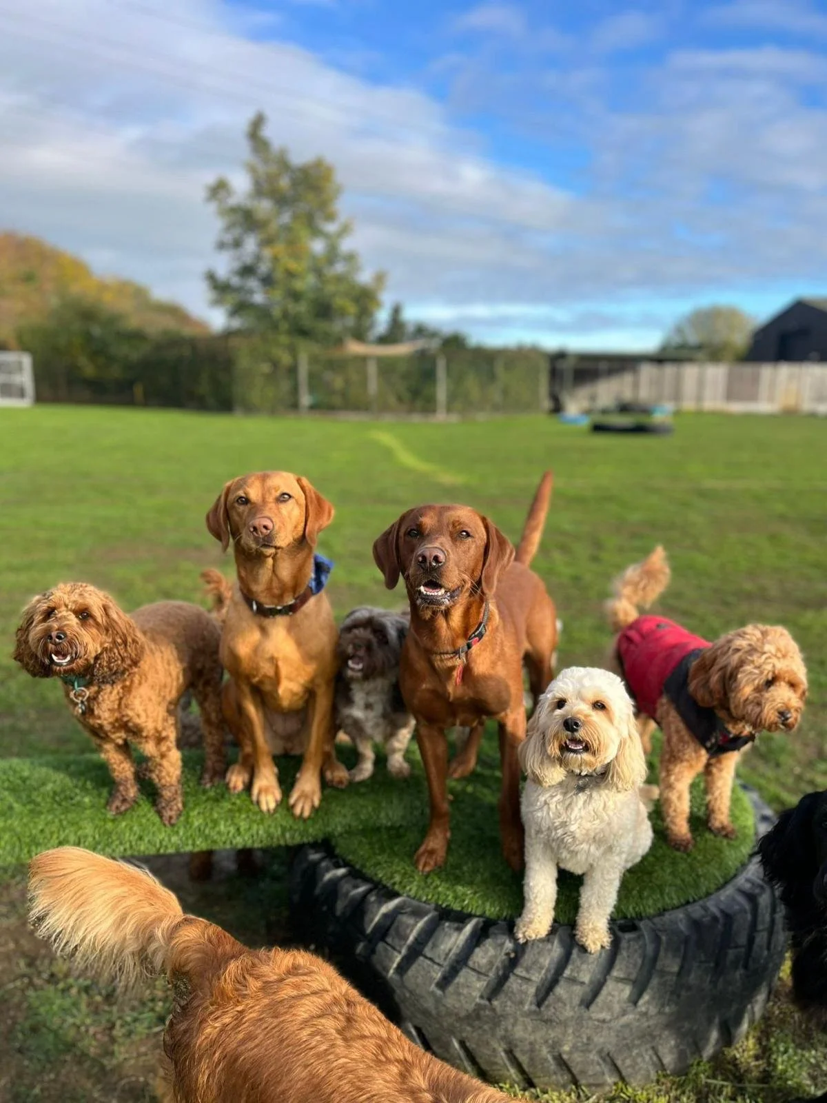A group of seven dogs of various breeds sitting and standing on a large tire with turf on top, in a grassy outdoor area with a fence, trees, and a blue sky in the background.