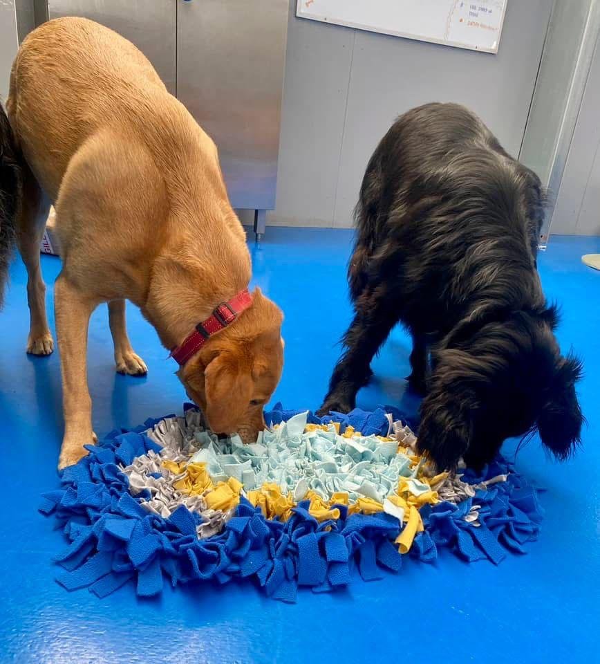 Two dogs, a yellow Labrador and a black retriever, are eating from a colorful fabric dug out rug on a blue floor.