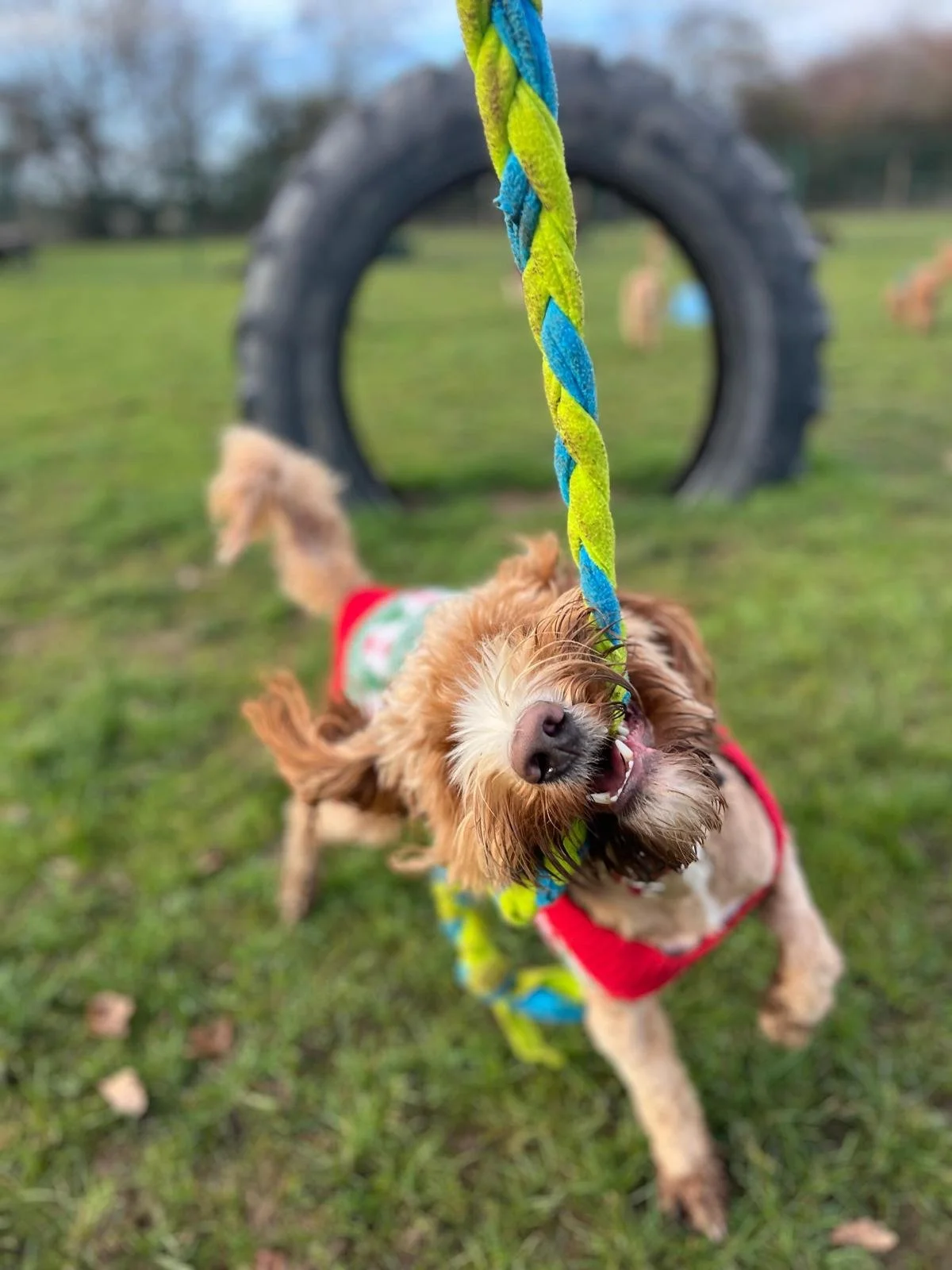 Happy dog playing in our outside places