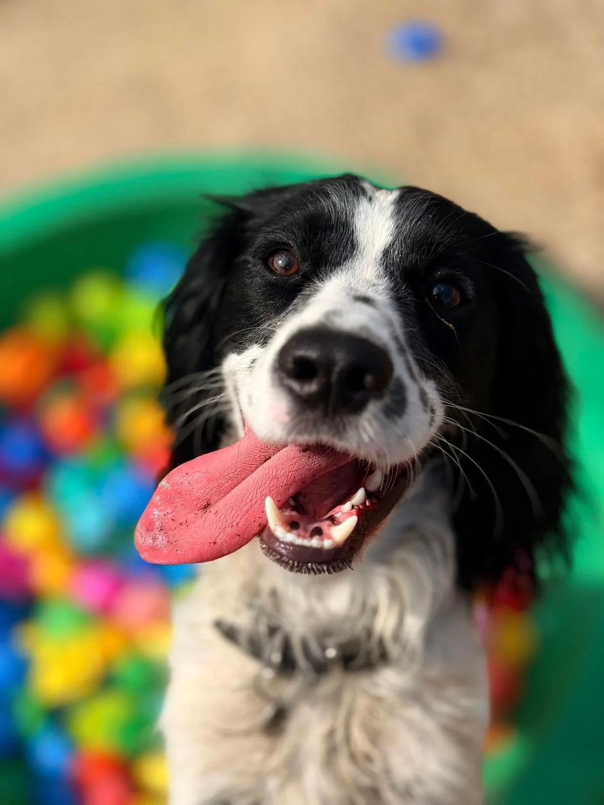 Happy black and white dog with its tongue out, in front of a green basin filled with colorful plastic balls.