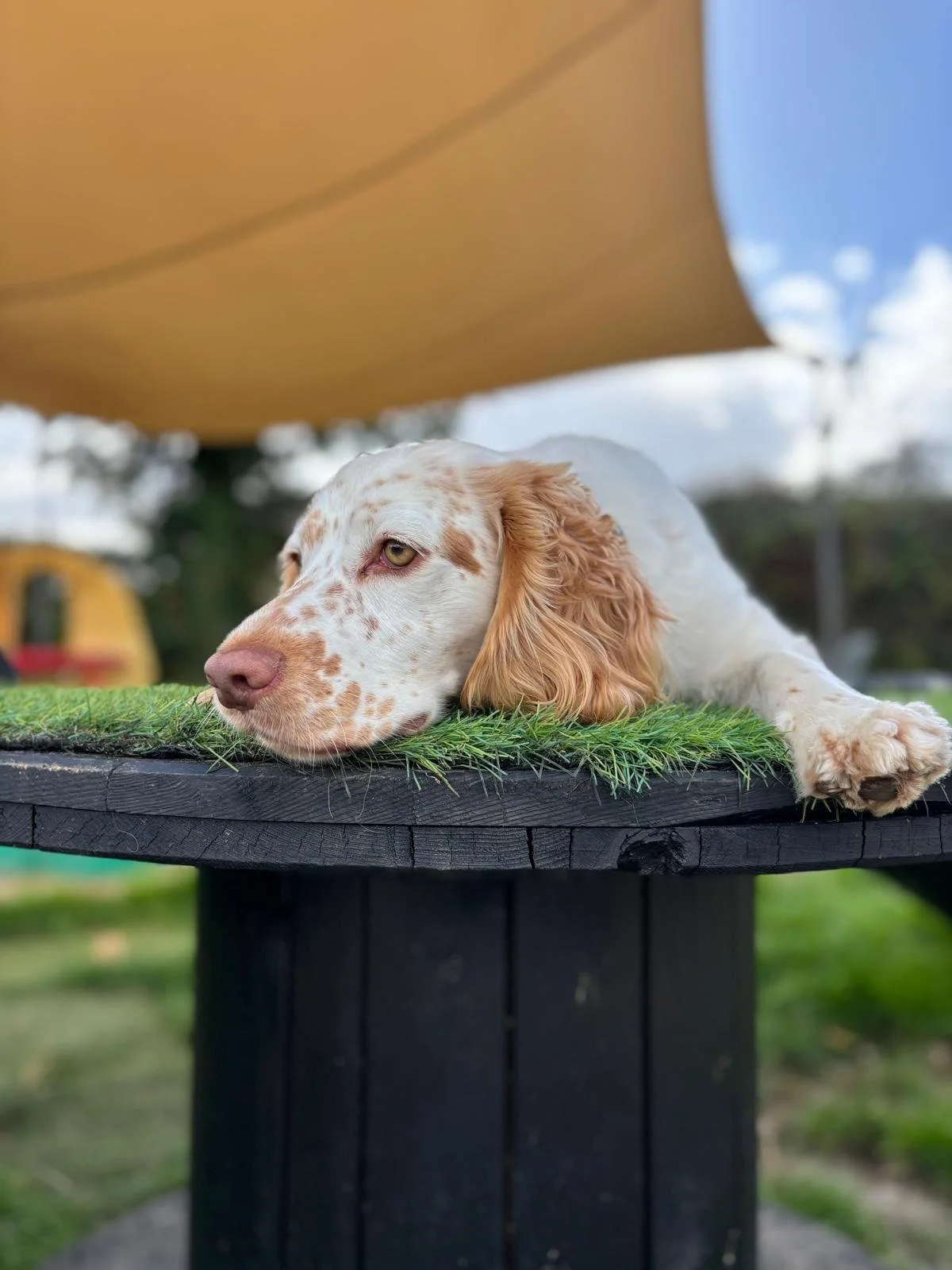 A dog lying flat on a grassy surface with a dark wooden platform beneath its head, resting outdoors under a large yellow umbrella with a blue sky and clouds in the background.
