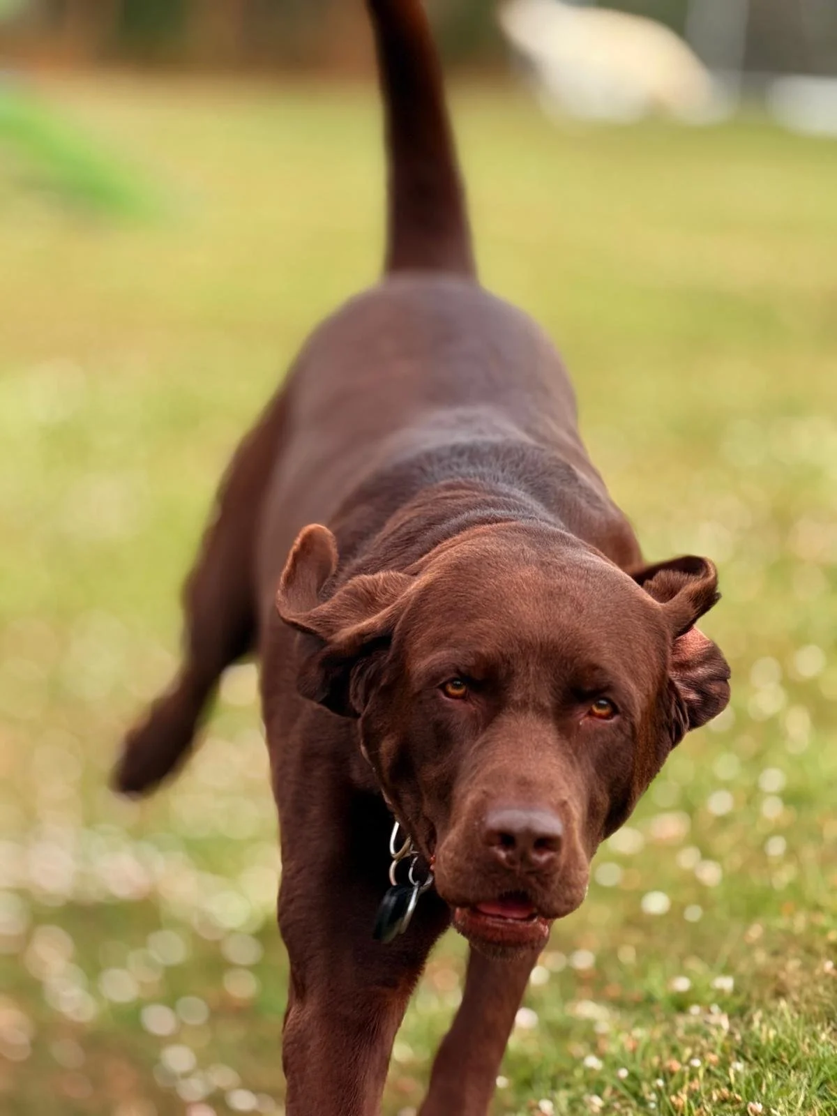 A brown dog with a medium build, winking at the camera, with a grassy blurred background.