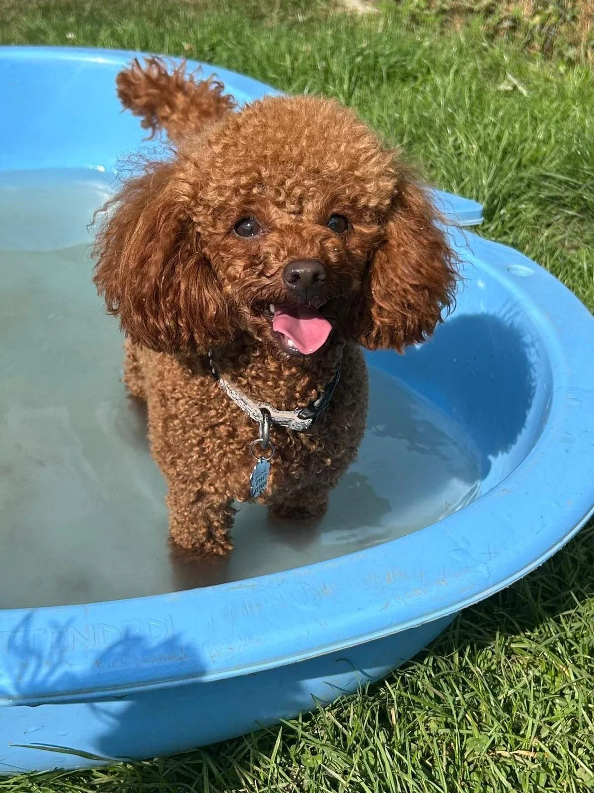 A fluffy brown poodle standing in a small blue plastic pool filled with water, outdoors on green grass, with tongue out and looking happy.