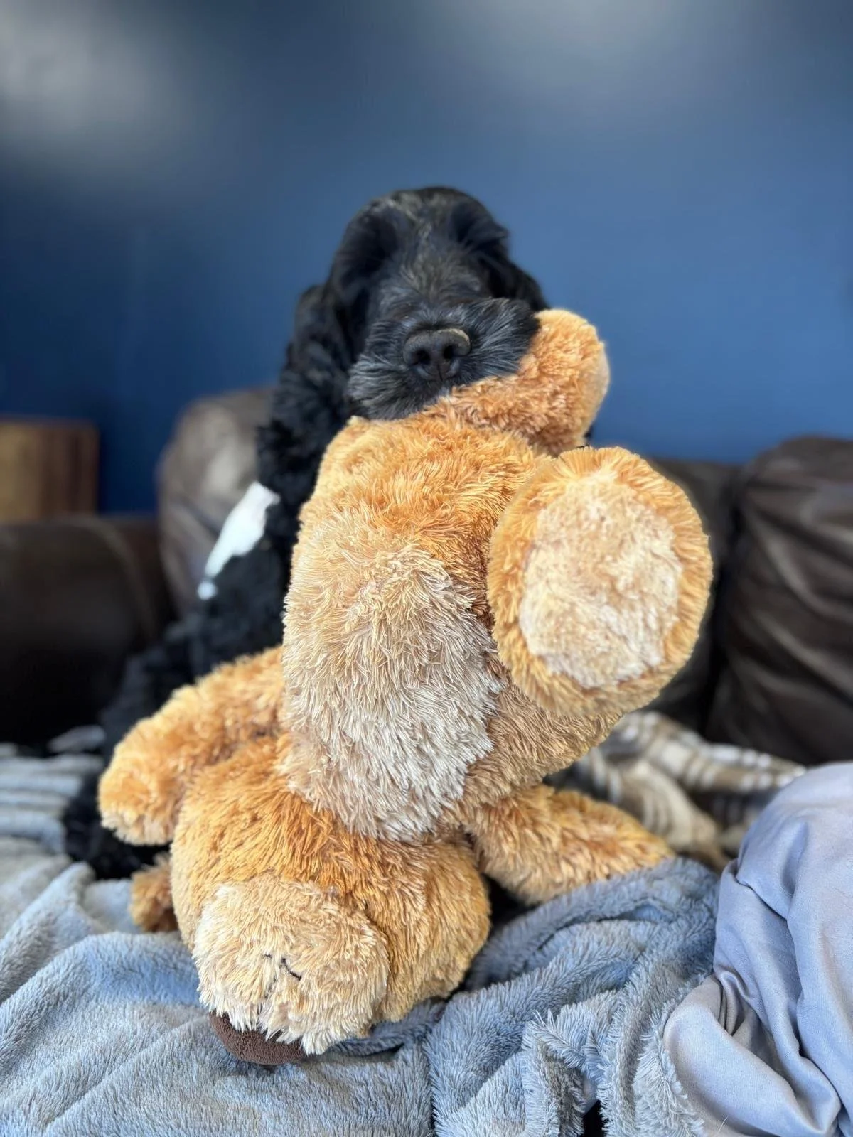 A black dog holding a brown plush teddy bear in its mouth, sitting on a gray blanket with a blue wall in the background.