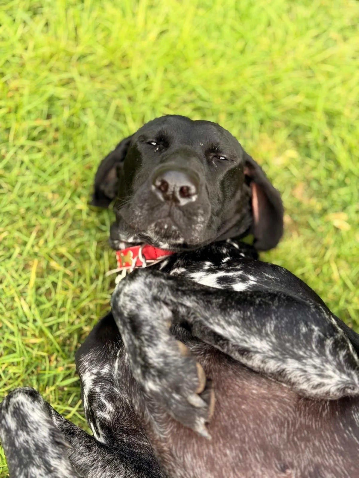 Outdoor play on the grass at Dogs of Pipers