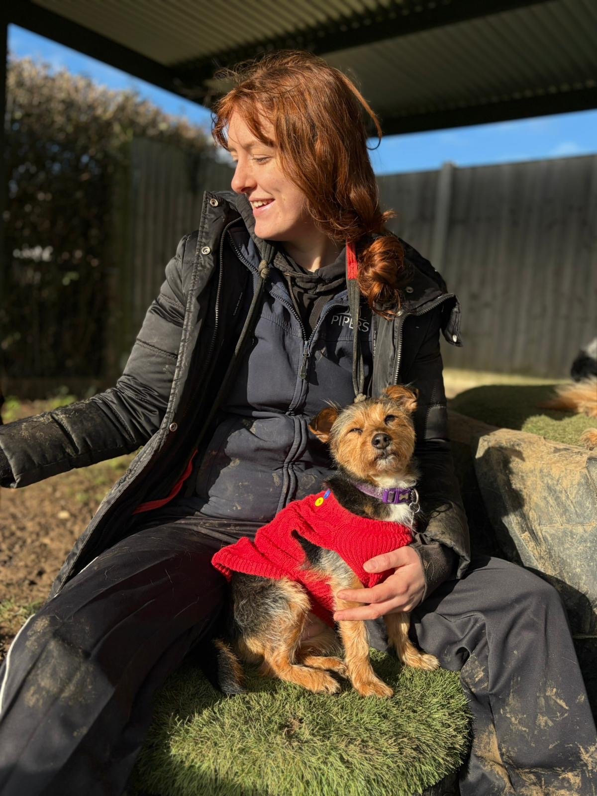 Doggie Daycare fun at Dogs of Pipers, Pipers Dog Day Care in Danbury, Maldon, Bicknacre, Chelmsford, Heybridge