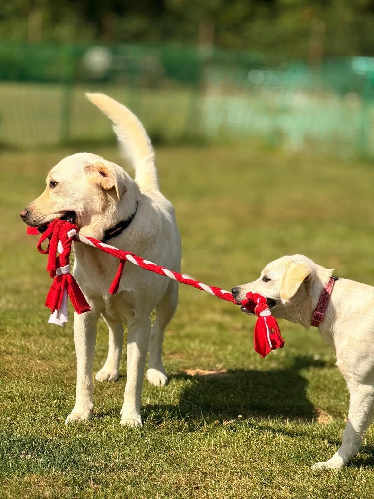 Two yellow Labrador retrievers playing tug-of-war with a red rope toy outdoors on grass.