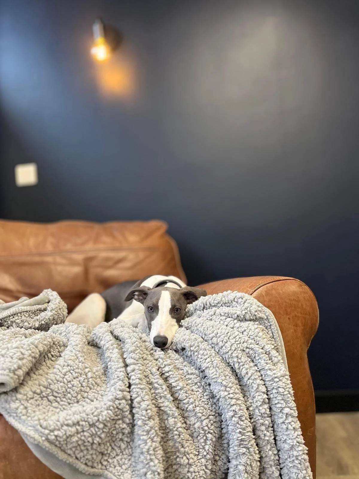 A gray and white dog with blue eyes resting its head on a plush, gray blanket draped over the arm of a brown leather couch. 