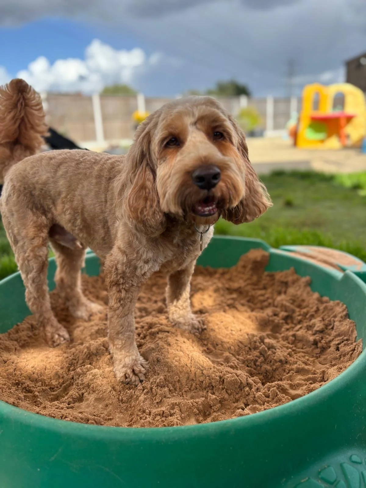 A brown dog standing in a green sandbox filled with sand, outdoors on a cloudy day.