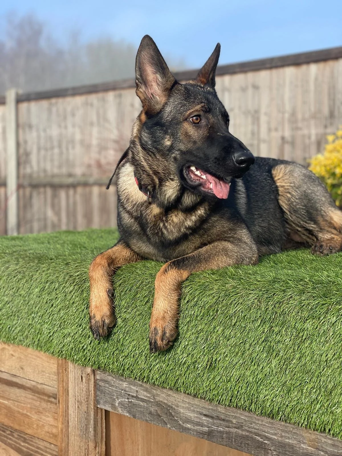 One of our German Shepherds relaxing outside