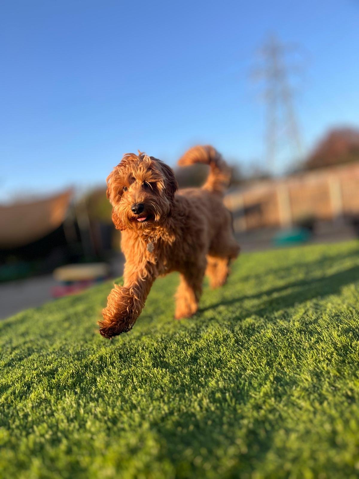 One of our dogs playing in our outdoor area