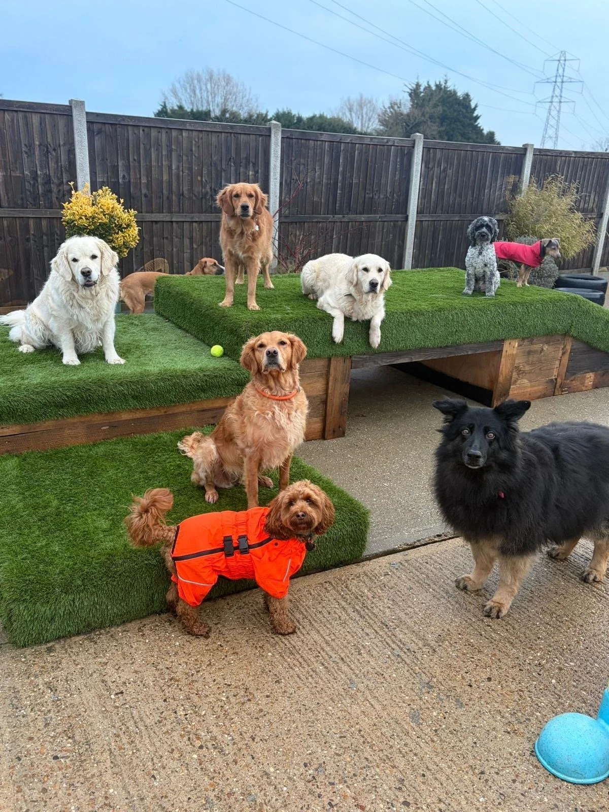 Group of multiple dogs of various breeds, sizes, and colors on artificial grass platforms outdoors, with a wooden fence and trees in the background.