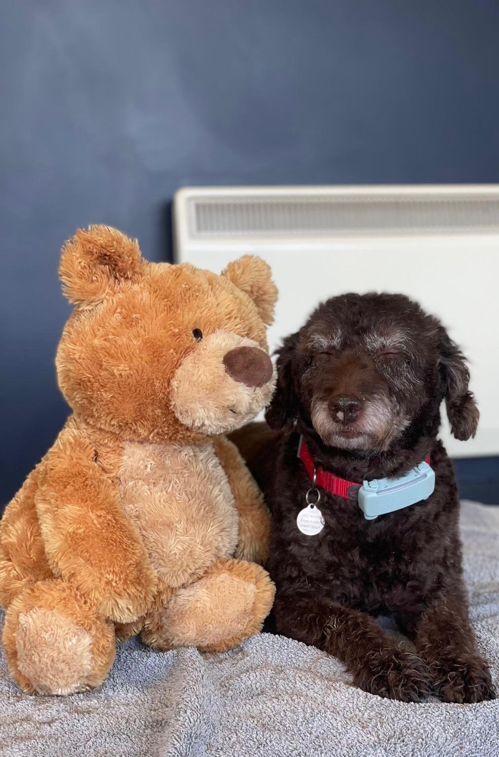 Puppy splay with soft toys