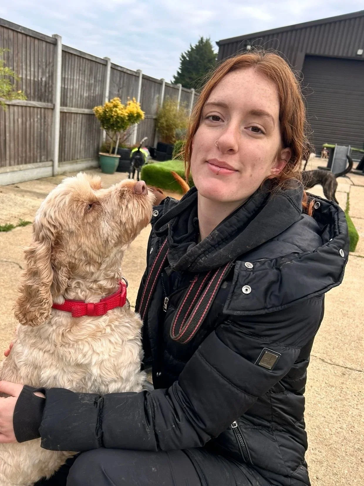 Dogs of Pipers logo in a beige circle