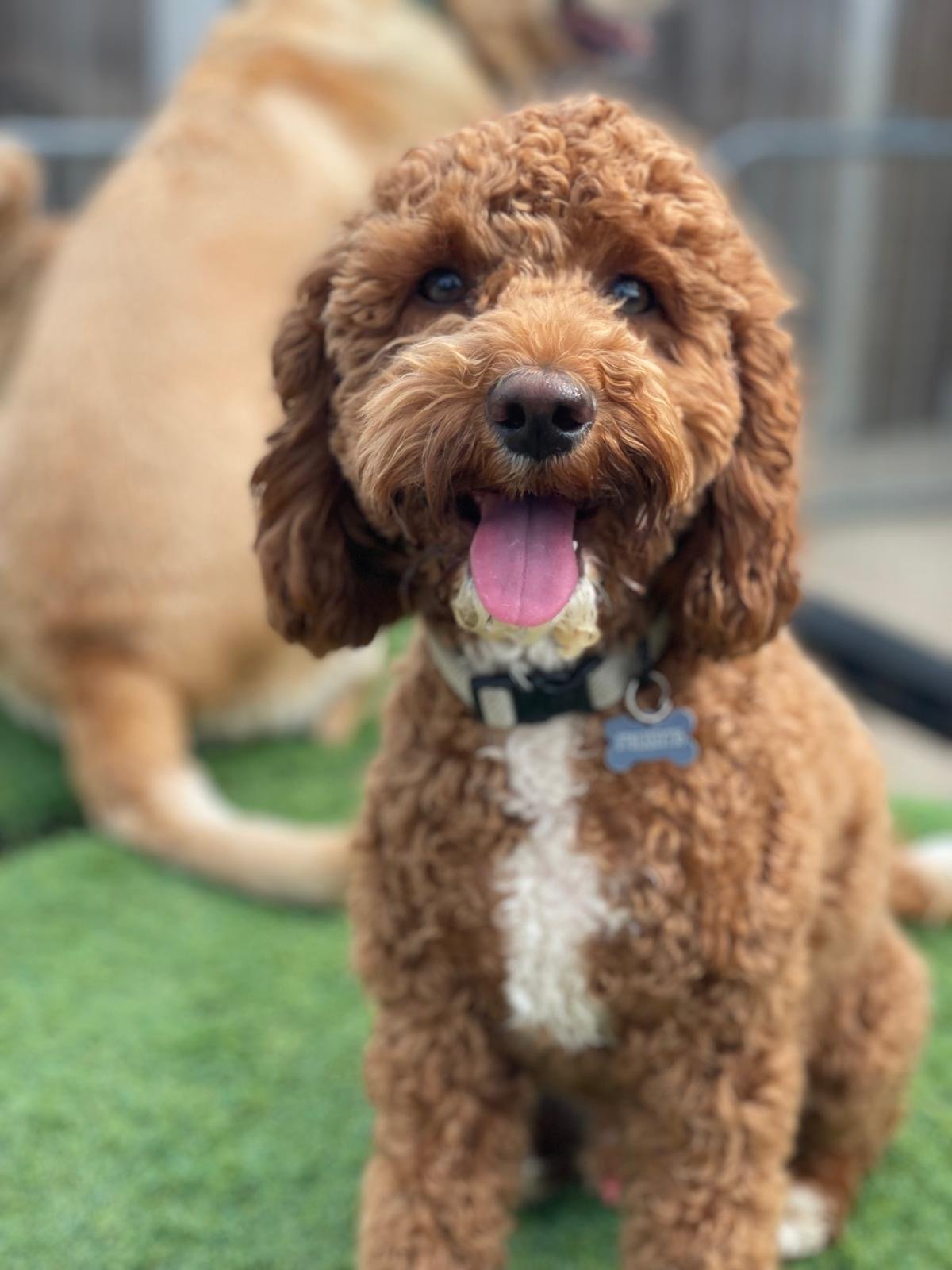 A very happy dog in our outside area