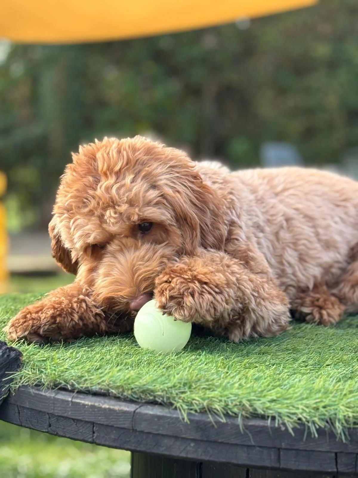A cute fluffy golden retriever puppy lying on a grassy surface playing with a light green tennis ball outdoors.