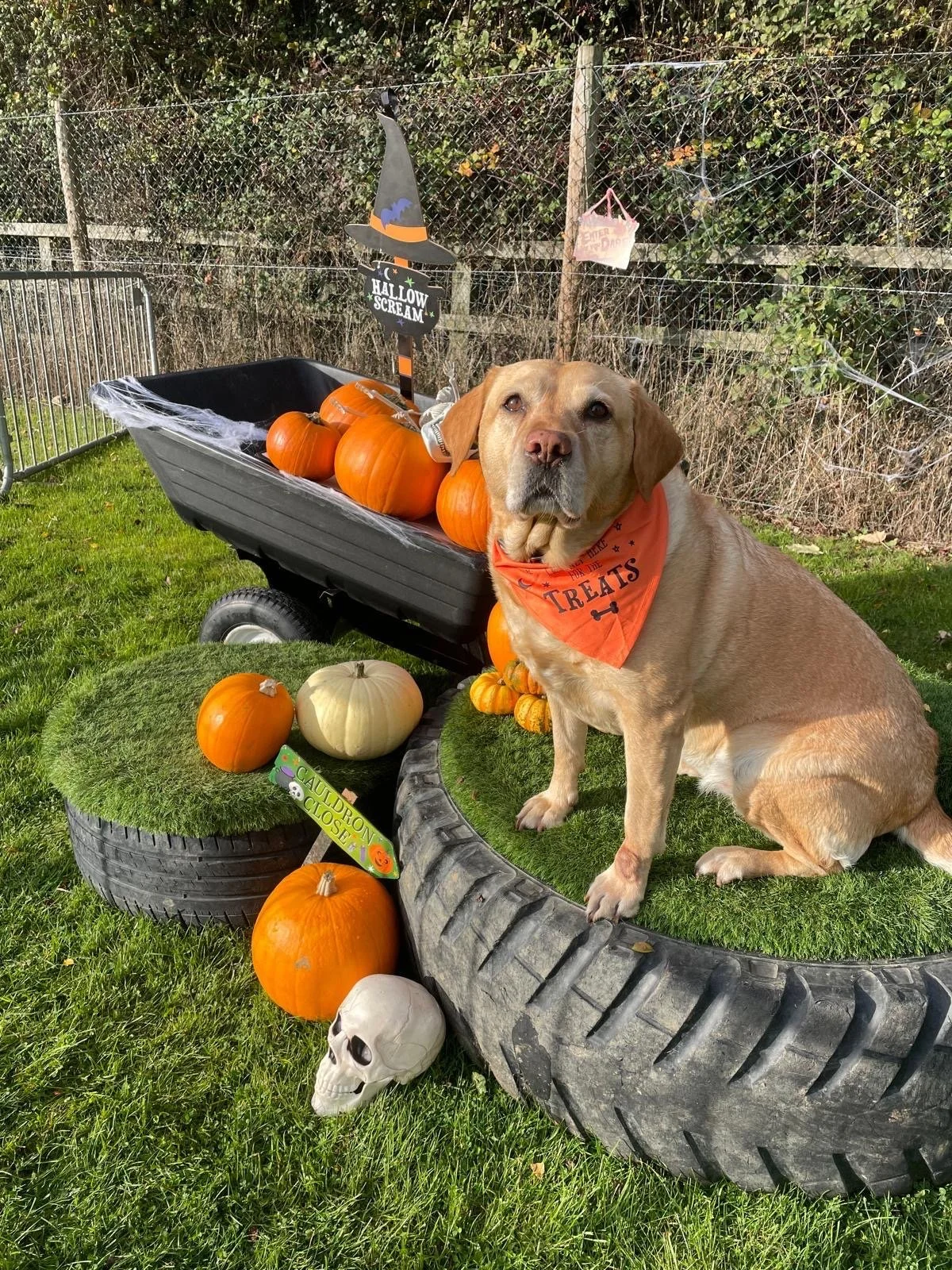 A yellow dog wearing an orange bandana sitting on a tyre surrounded by Halloween decorations.