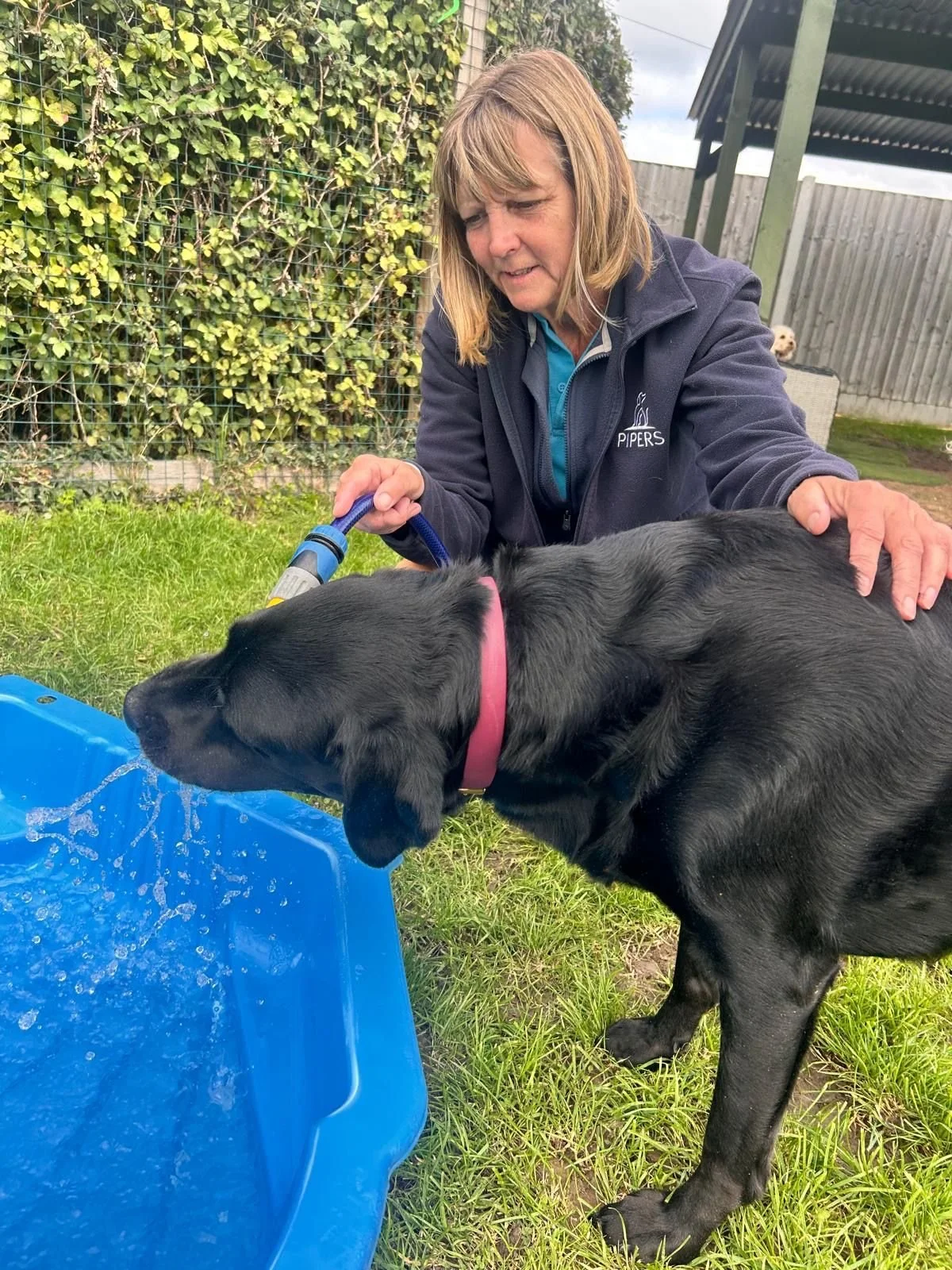 A black Labrador and Pipers staff member Tracey playing with water in the pool.
