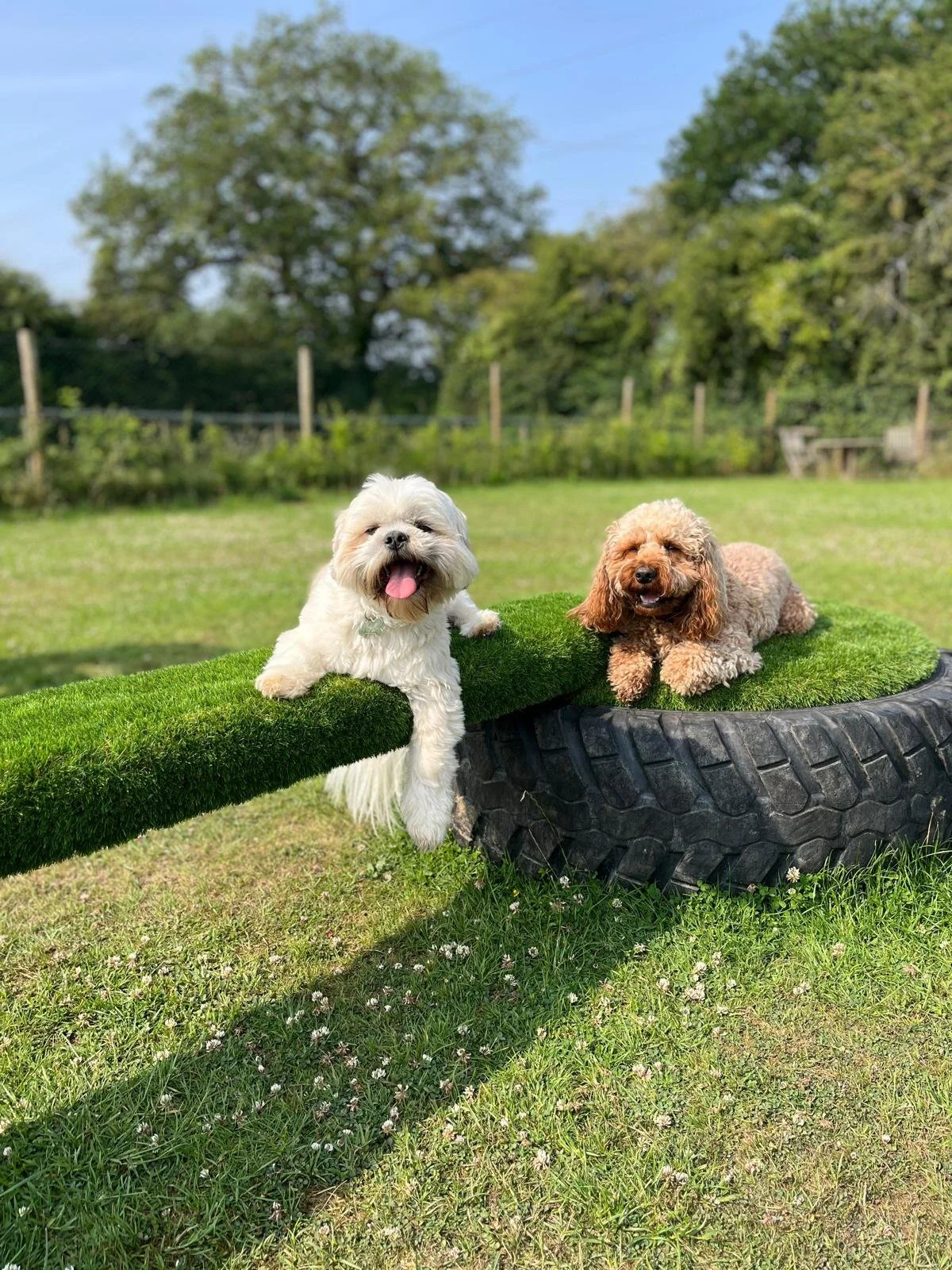 Two small dogs on a grassy field, one lying on a green artificial grass-covered tire and the other on a grass surface, with trees in the background on a sunny day.