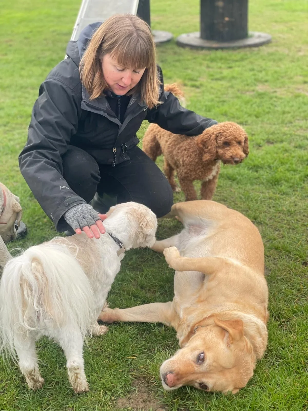 Pipers staff member Debbie playing with a group of dogs in the outside area at Dogs of Pipers