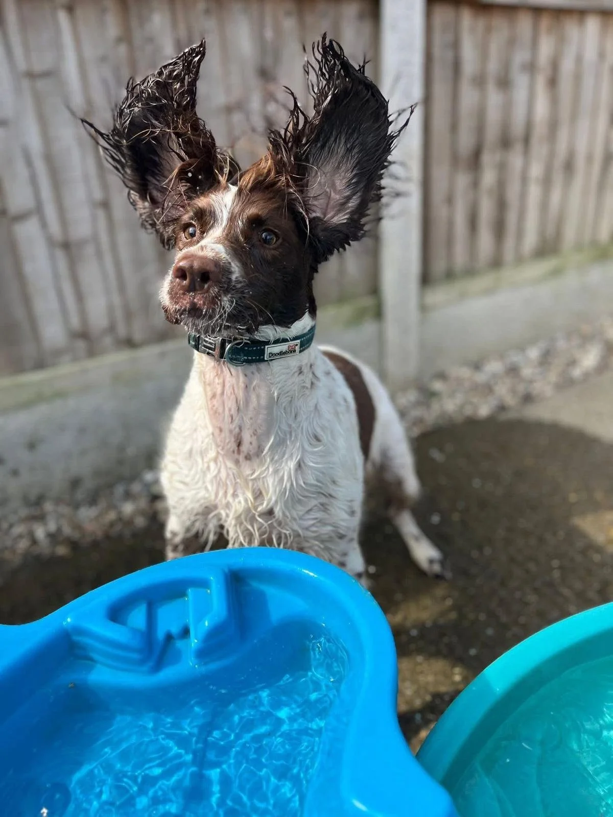 A wet dog with large, erect ears standing outdoors behind a blue plastic water container, with a wooden fence in the background.