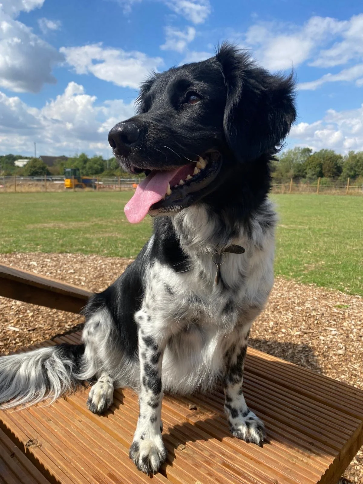 Piper, a black and white dog sitting on a wooden platform outdoors on a sunny day with a blue sky and clouds.