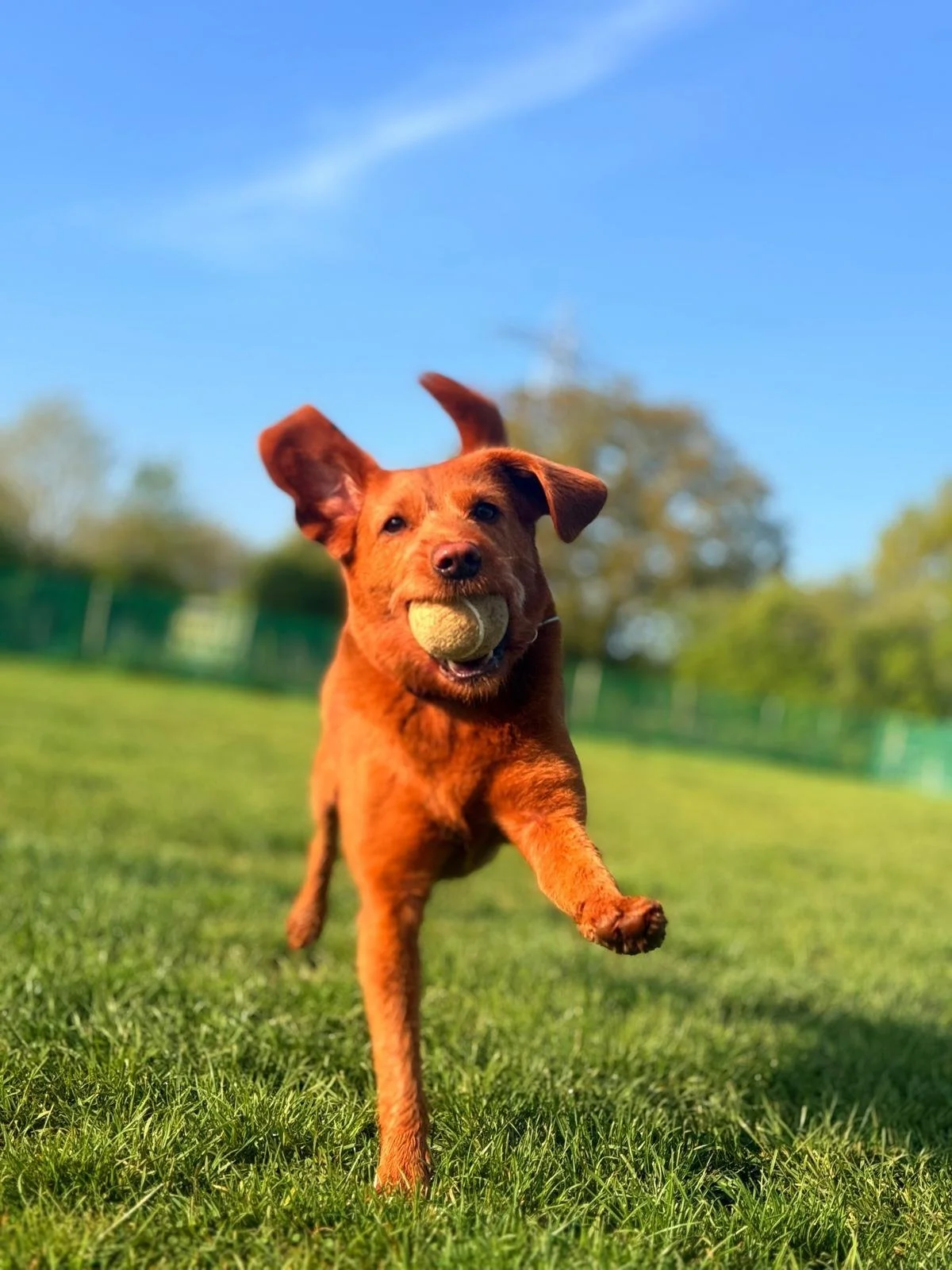 Playing ball in the sunshine