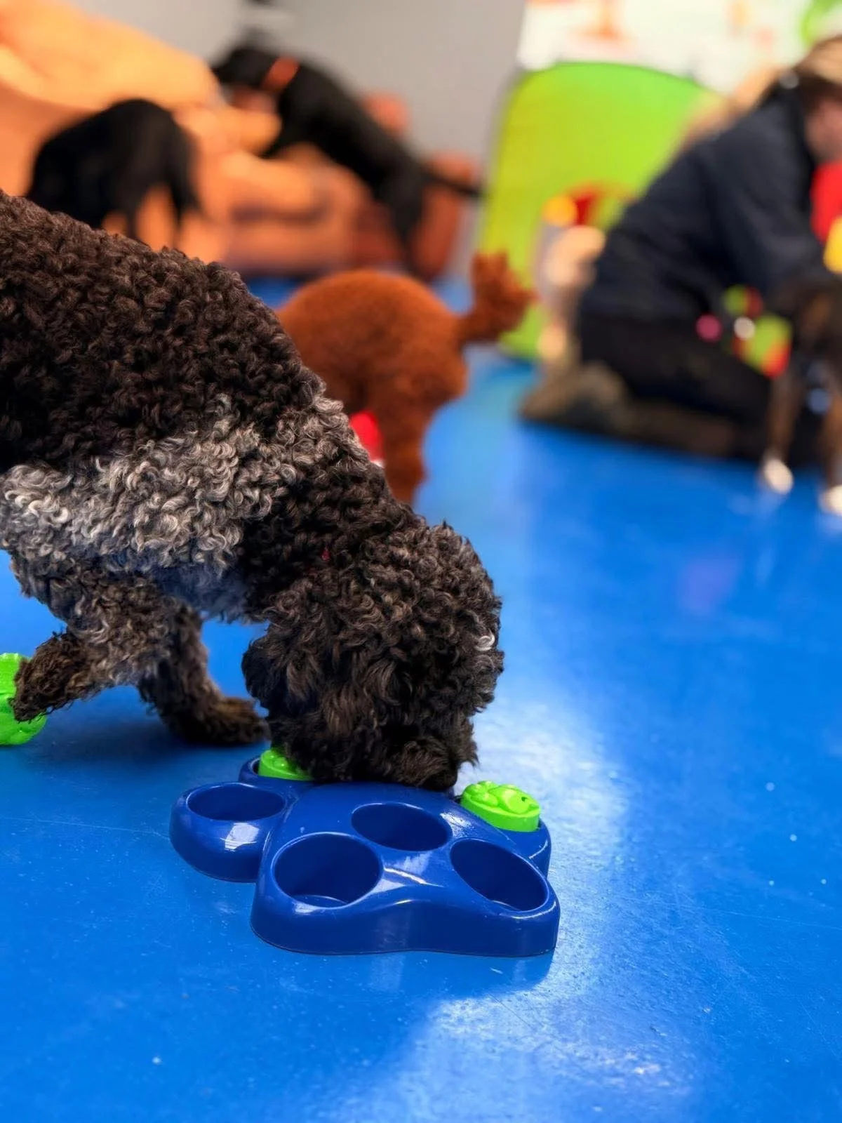 Doggie Daycare fun at Dogs of Pipers, Pipers Dog Day Care in Danbury, Maldon, Bicknacre, Chelmsford, Heybridge