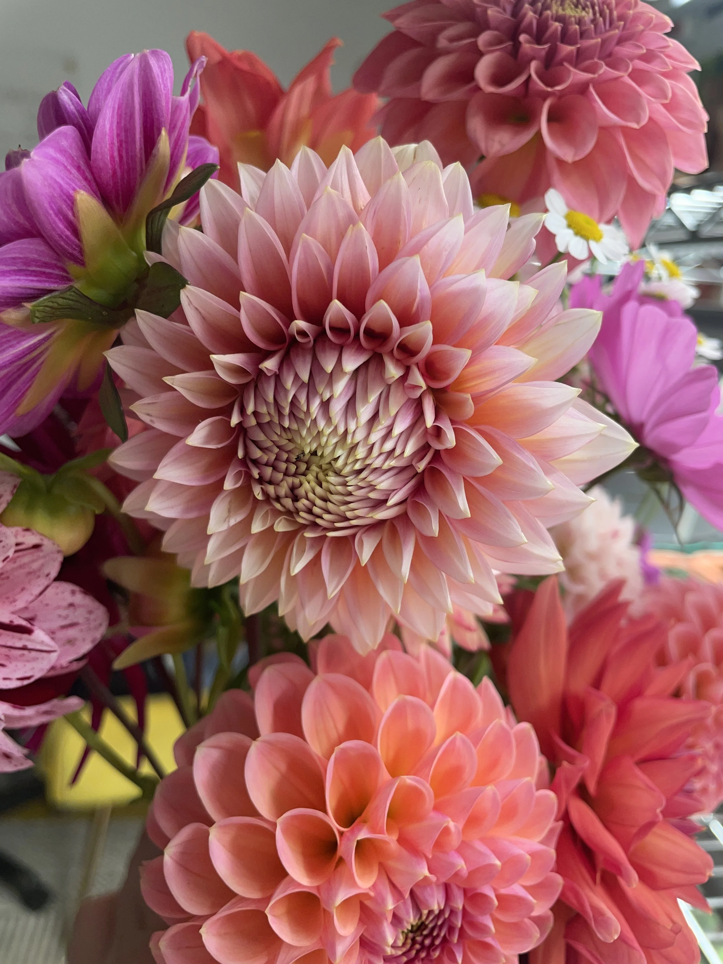Close-up of colorful dahlias and other flowers, featuring pink, purple, and red blooms.