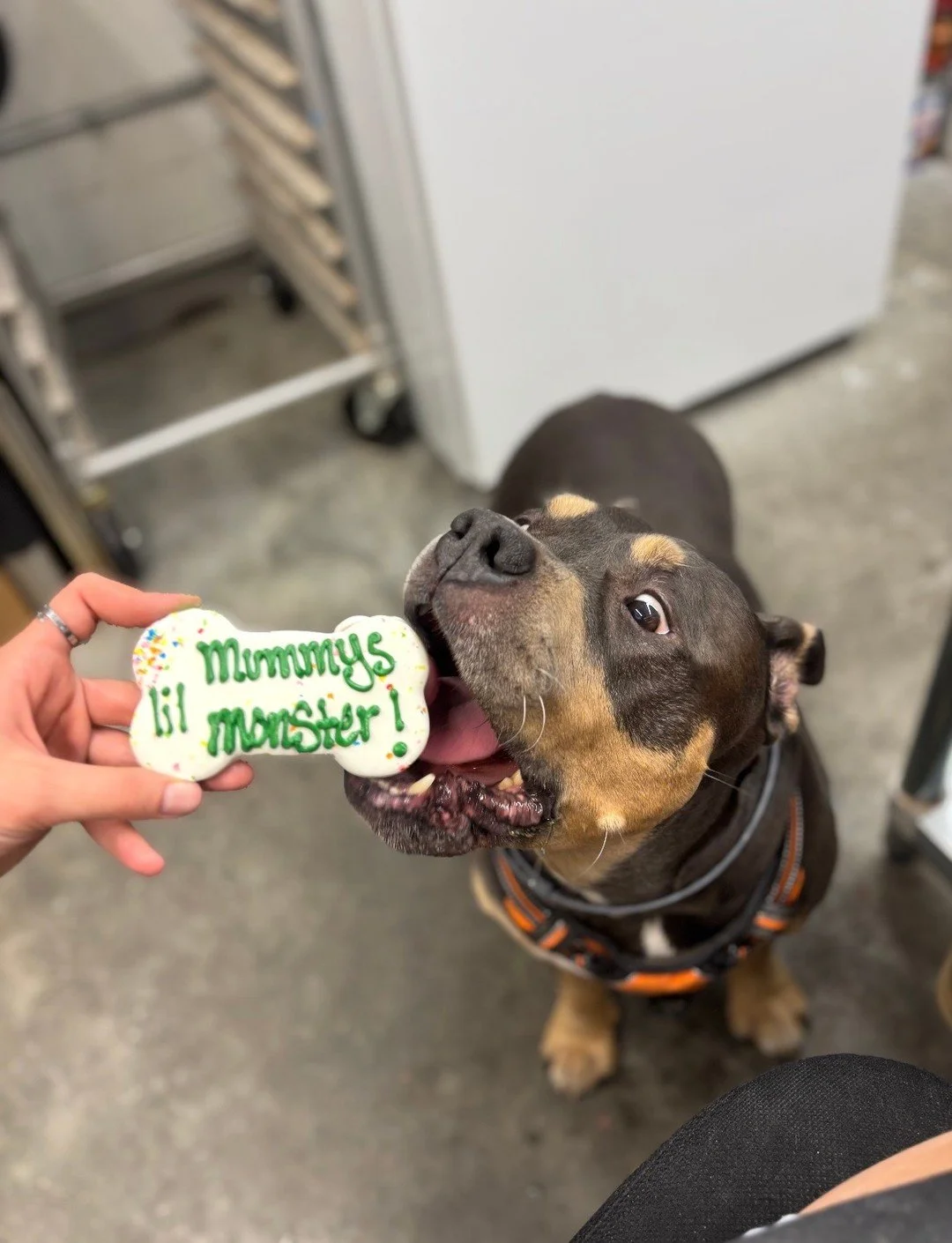 Celebrating our favorite furry friends a little early 🐾 💚 

International Pet Day is tomorrow, and we&rsquo;re already getting the treats ready&hellip; because let&rsquo;s be honest, they deserve it every day 🦴✨

Stop by Doggie Delights and pick u