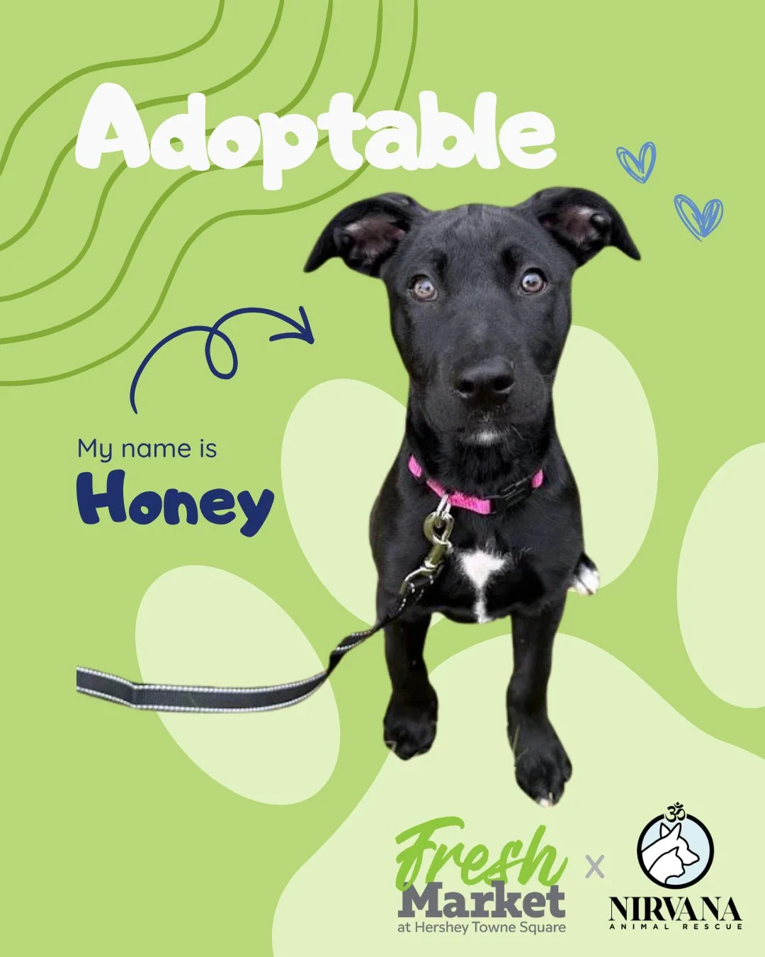 🐾 Meet a few of the adorable faces still searching for their forever homes! 💚

Say hello to Honey, Nutmeg, Lt. Dan, and Tori&mdash;each with their own unique personality, but all hoping for the same thing: a loving family to call their own.

This S